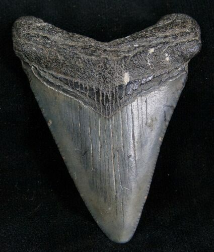 Megalodon Tooth - Peace River, Florida #7309